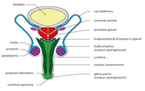 glande skene|Skene’s Gland: Function, Location, Secretion & Conditions